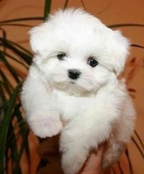cucciolo maltese da negoziante..,