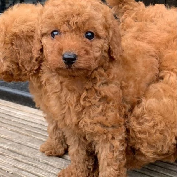 cucciolo barboncino da negoziante.... | Foto 0