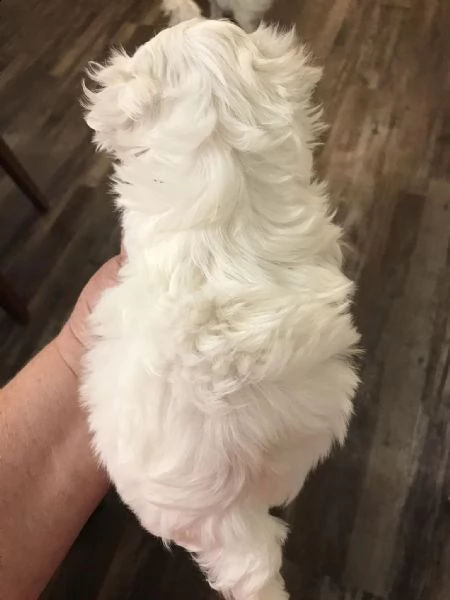 maltesi cuccioli tutti bianchi!!