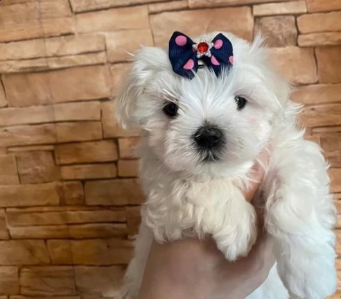bellissimi cuccioli di puro maltese | Foto 6