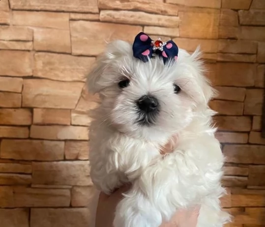 bellissimi cuccioli di puro maltese | Foto 5