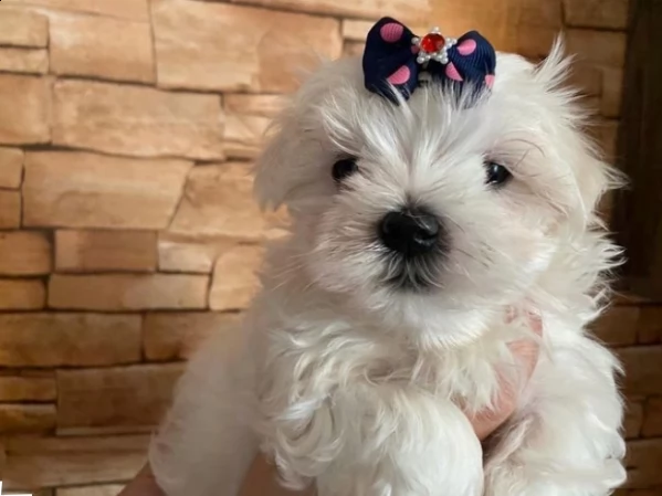 bellissimi cuccioli di puro maltese | Foto 4