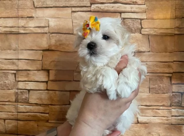 bellissimi cuccioli di puro maltese | Foto 3