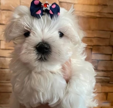 bellissimi cuccioli di puro maltese | Foto 2