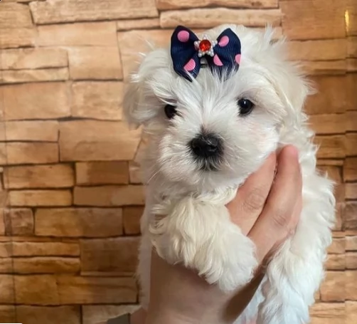 bellissimi cuccioli di puro maltese