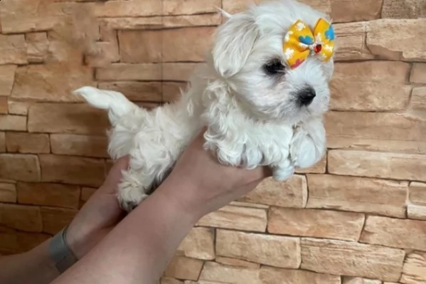 bellissimi cuccioli di puro maltese | Foto 1