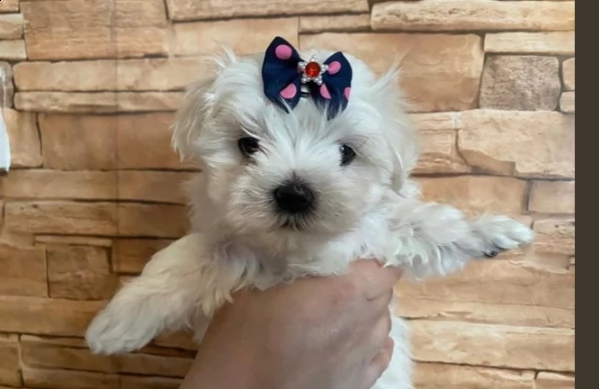 bellissimi cuccioli di puro maltese | Foto 0