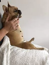 bouledogue francese | Foto 0