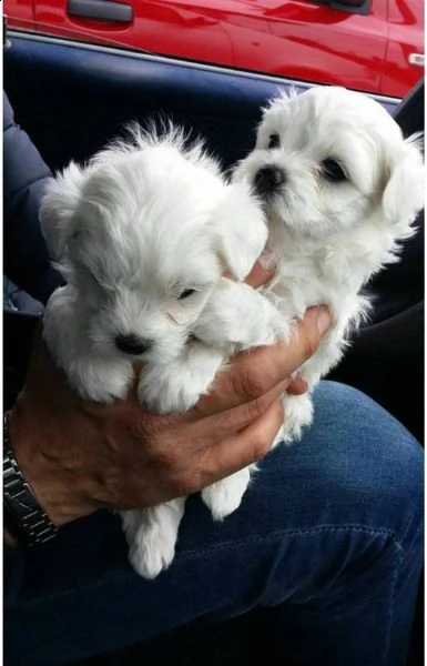 super adorable teacup maltese puppies pronto per ogni nuova famiglia