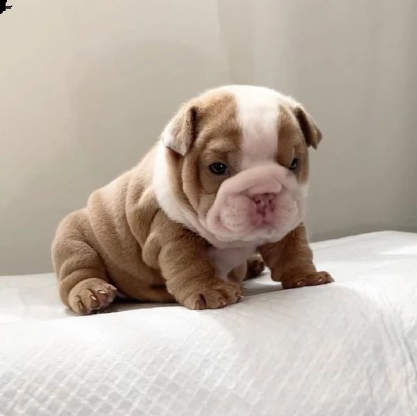 regalo bulldog inglese cuccioli meravigliosi ! 