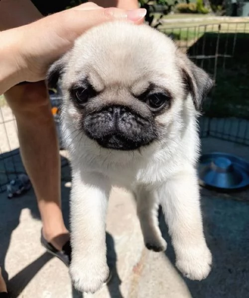 regalo cuccioli di carlino 