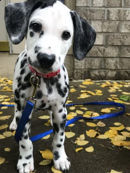 bellissimi cuccioli di dalmata | Foto 3