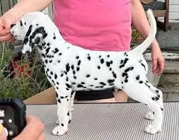 bellissimi cuccioli di dalmata | Foto 1