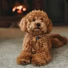 cucciolo barboncini red maschi cuccioli vendo 