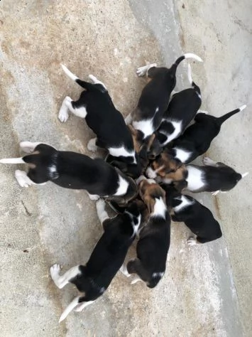  cucciola di barboncino toy  | Foto 1