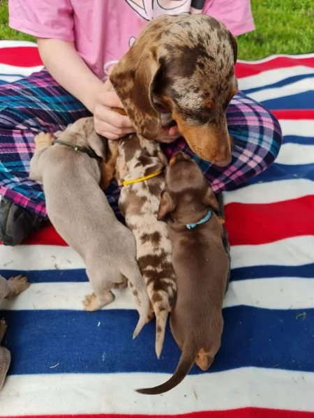 cucciolo di dalmata | Foto 2