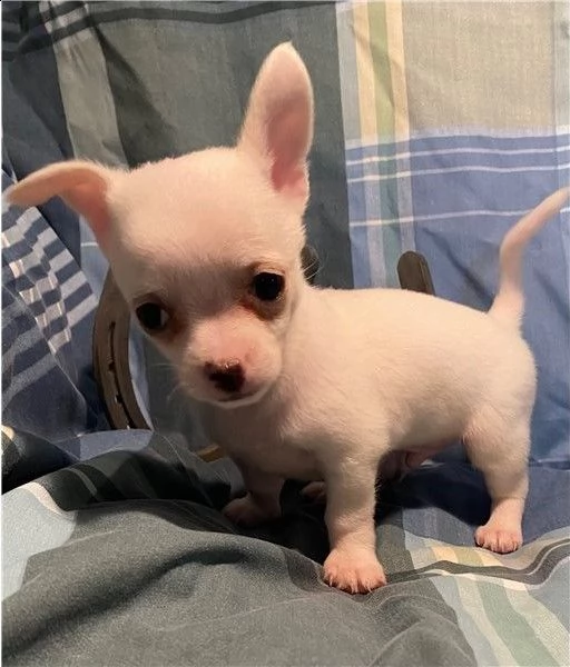 cucciolo cuccioli di chihuahua mini toy