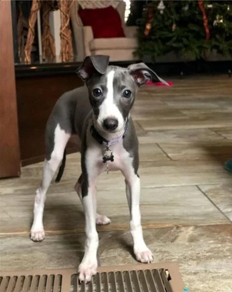 greyhund italiano 2 femmine e un maschio | Foto 0