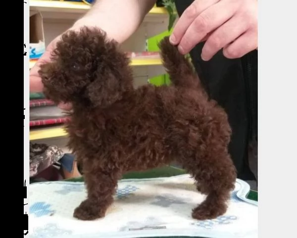 barboncino toy pedigree