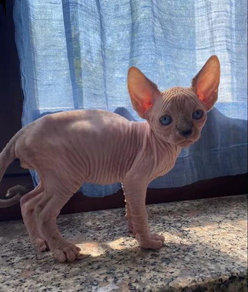 gatti sphynx nudi