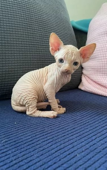 gatti sphynx nudi | Foto 0