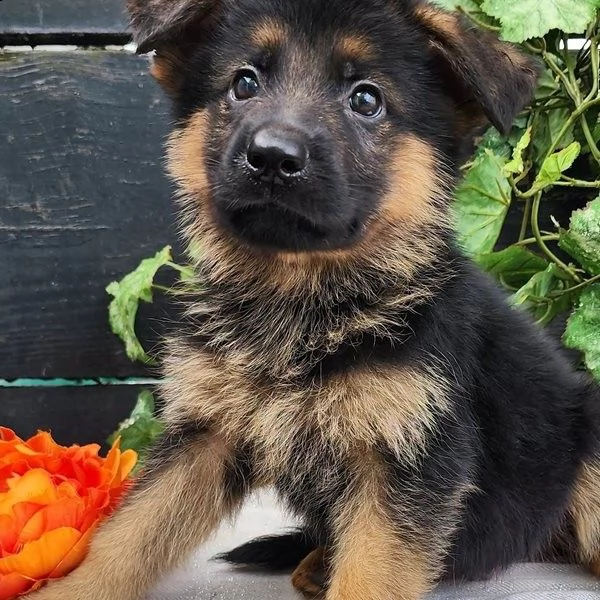 cucciolo pastore tedesco 