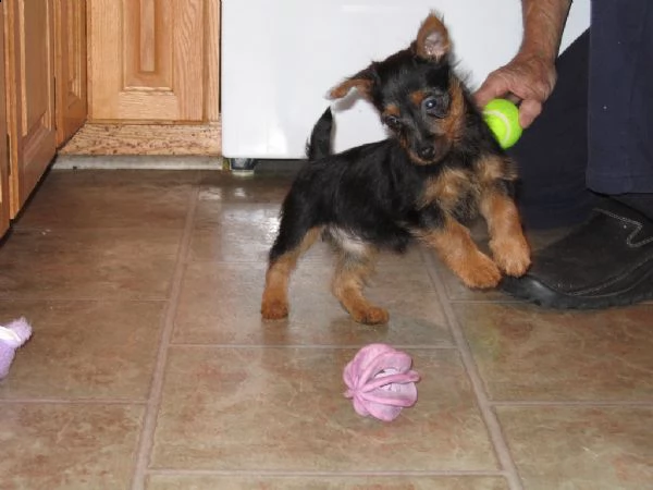 cuccioli australian terrier