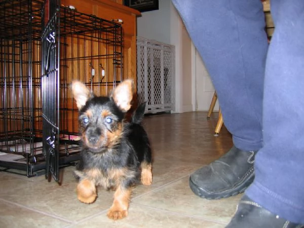 cuccioli australian terrier | Foto 1