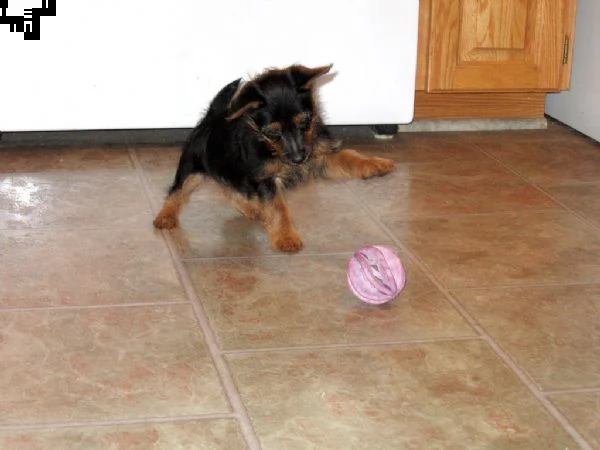 cuccioli australian terrier | Foto 0