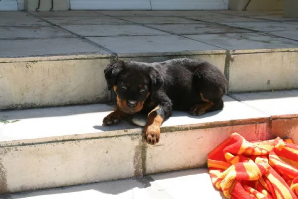 cuccioli di rottweiler