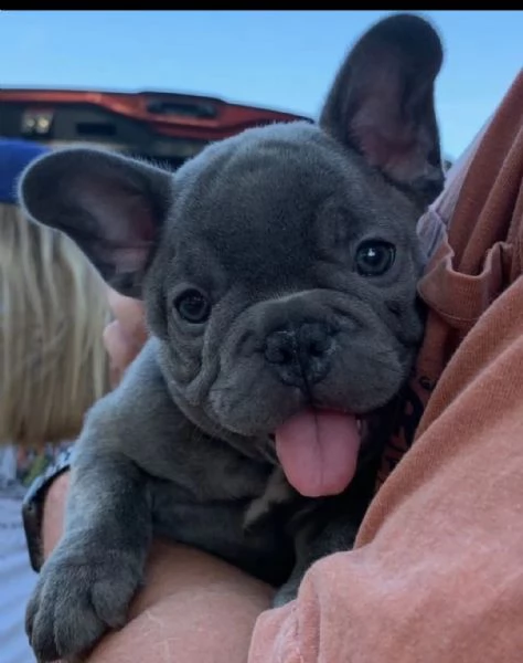 regalo  bouledogue francese