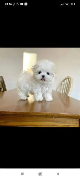 regalo  maltese toy  e nano | Foto 2