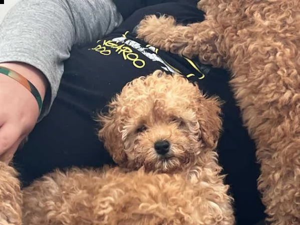 cuccioli di barboncino pronti per partire | Foto 0