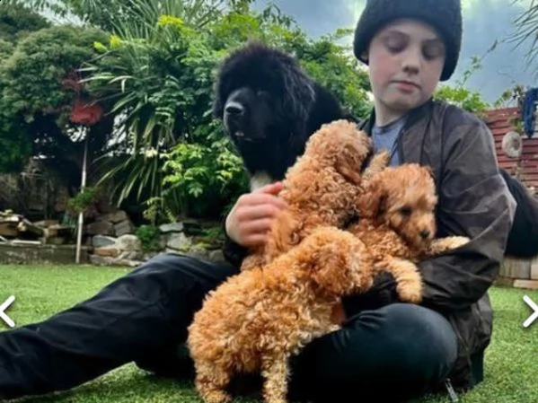cuccioli di barboncino pronti per partire