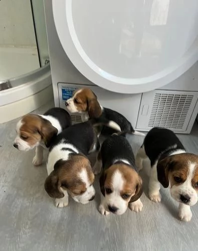 preciosos cachorros beagle.