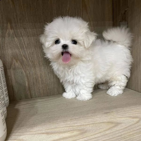adorables cachorros malteses excepcionales, | Foto 1