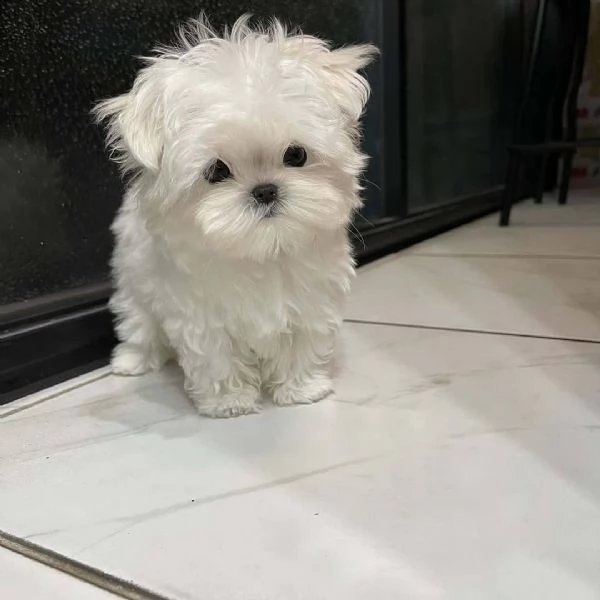 adorables cachorros malteses excepcionales, | Foto 0