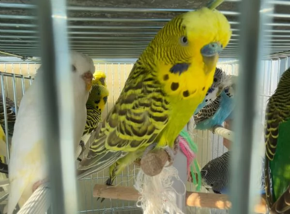 cocorite papagali varie colori(maschi/femmine) | Foto 4
