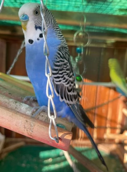 cocorite papagali varie colori(maschi/femmine) | Foto 3