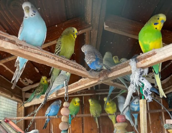 cocorite papagali varie colori(maschi/femmine) | Foto 1