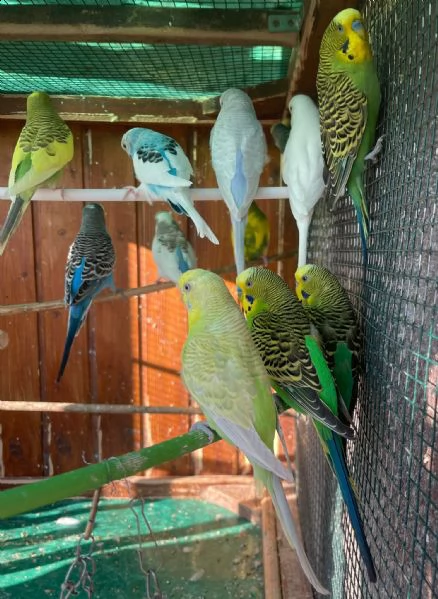 cocorite papagali varie colori(maschi/femmine) | Foto 0