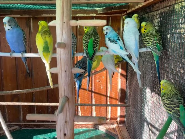 cocorite papagali vari colori maschi/femmine  | Foto 6