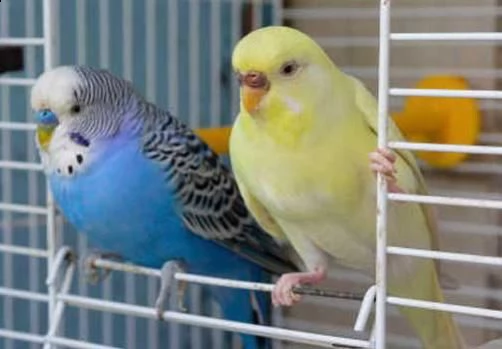 cocorite papagali vari colori maschi/femmine  | Foto 3