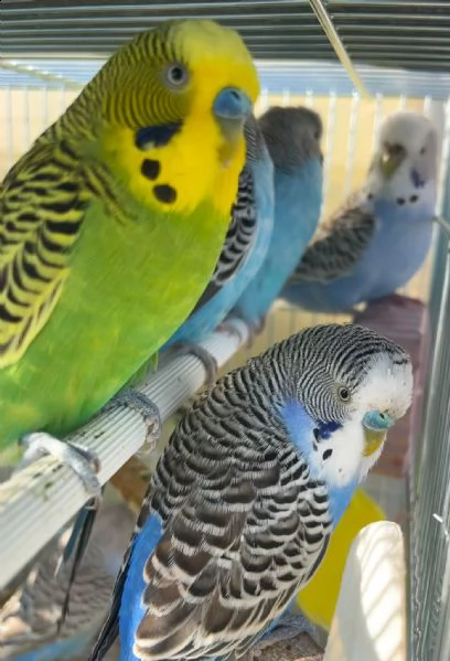 cocorite papagali vari colori maschi/femmine  | Foto 2