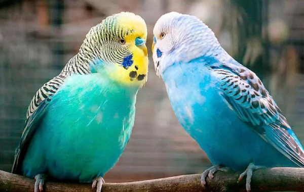 cocorite papagali vari colori maschi/femmine 