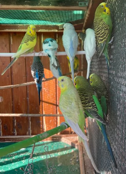 cocorite papagali vari colori maschi/femmine  | Foto 1