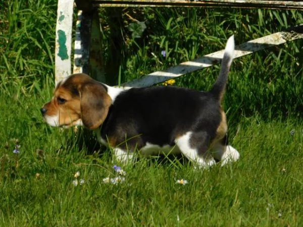 tre cuccioli di beagle cioccolato | Foto 4