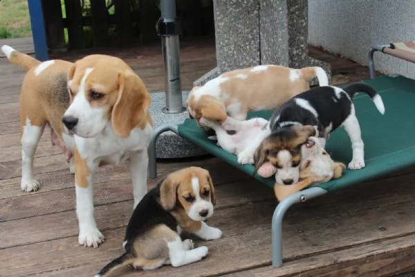 tre cuccioli di beagle cioccolato