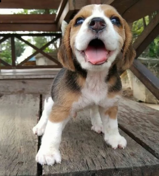  regalo beagle.......