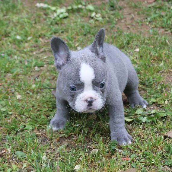 regalo cuccioli di bulldog francese 